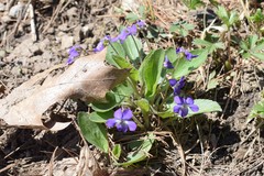 Viola sagittata