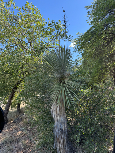 Yucca elata