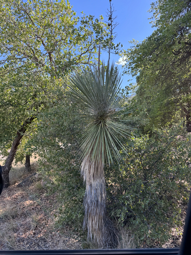 soaptree yucca (Yucca elata)