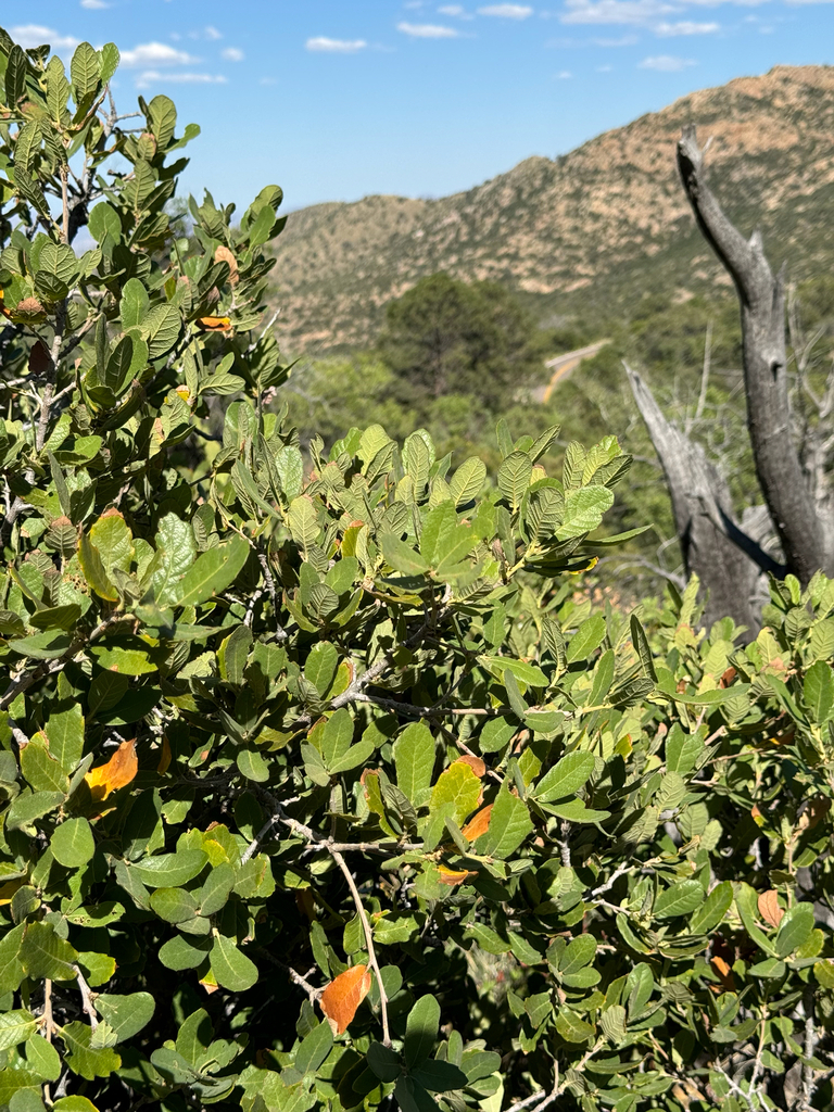 pointleaf manzanita from Safford, AZ, US on May 18, 2024 at 03:49 PM by ...