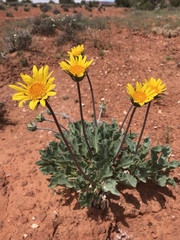 Enceliopsis nudicaulis