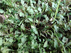 Leptinella squalida squalida