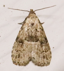 Hypenodes franclemonti