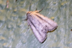 Oncocnemidinae