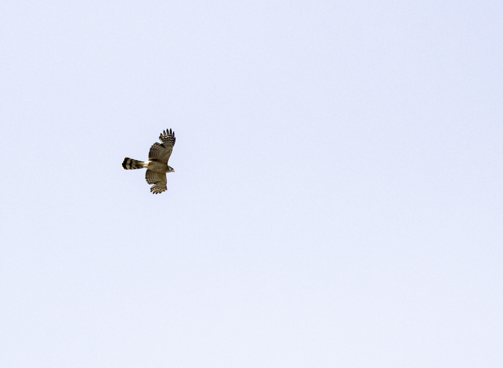 Cooper's Hawk from Camarillo, CA, USA on May 11, 2019 at 10:13 AM by ...