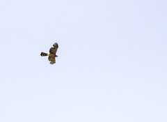 Accipiter cooperii