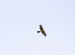 Accipiter cooperii