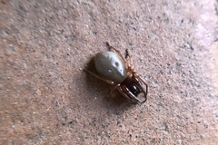 Araneae