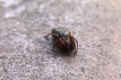 Araneae