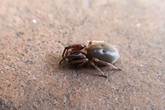 Araneae
