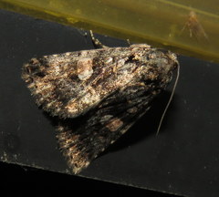 Condica macrosema