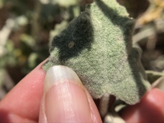 Malacothamnus fremontii