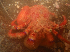 Diacanthurus spinulimanus