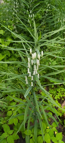 Polygonatum sewerzowii, photograph 6