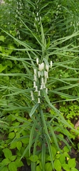 Polygonatum sewerzowii, photograph author not stated, no rights reserved