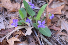 Viola sagittata