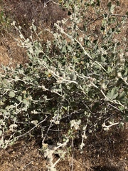 Malacothamnus fremontii