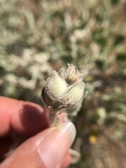 Malacothamnus fremontii