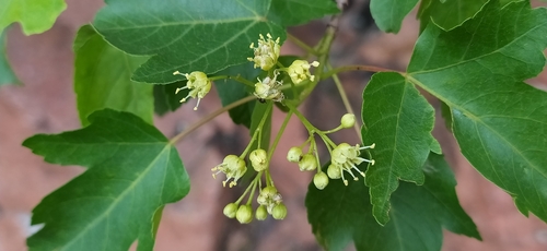 Tatar maple (Acer tataricum)