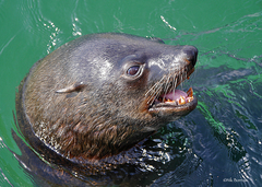 Arctocephalus pusillus pusillus