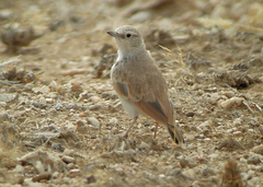 Ammomanopsis grayi