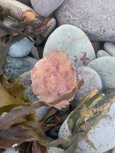 Velvet Swimming Crab