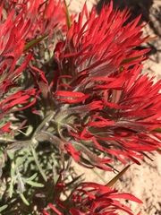 Castilleja chromosa