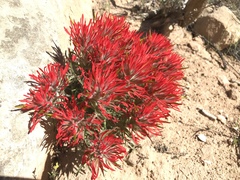 Castilleja chromosa