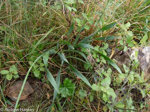 Bulbine narcissifolia