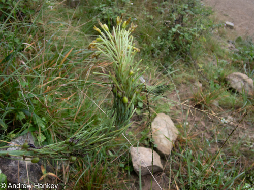 Bulbine narcissifolia
