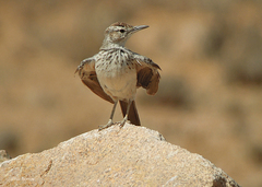 Certhilauda subcoronata