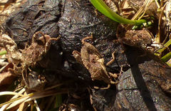 Merocoris distinctus