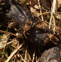 Merocoris distinctus