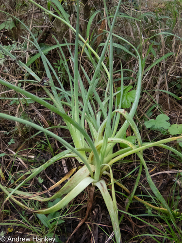 Bulbine asphodeloides