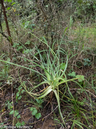 Bulbine asphodeloides