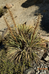 Aciphylla colensoi