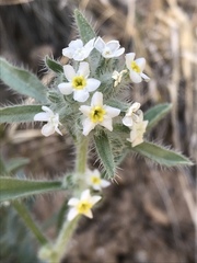Oreocarya flavoculata