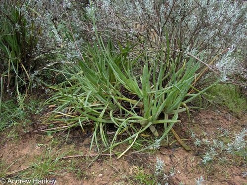 Bulbine asphodeloides