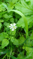 Stellaria nemorum