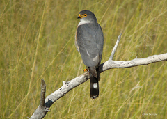 Accipiter minullus