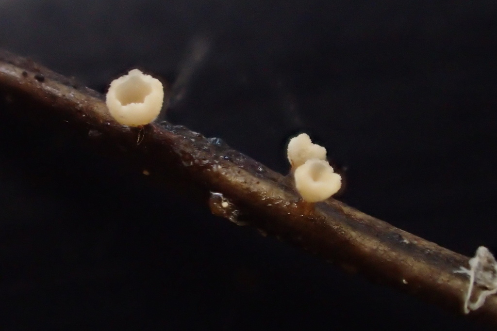 Calycina sp. 'CA01'