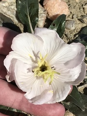 Oenothera albicaulis
