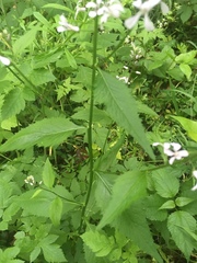 Iodanthus pinnatifidus