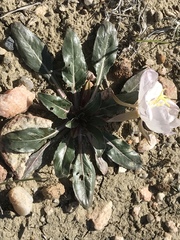 Oenothera albicaulis