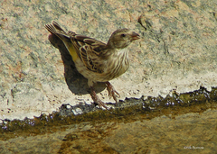 Crithagra flaviventris