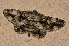 Peribatodes umbraria