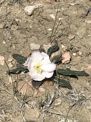 Oenothera albicaulis