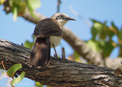 Turdoides gymnogenys