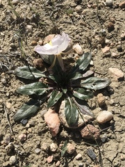 Oenothera albicaulis