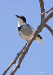 Lanioturdus torquatus